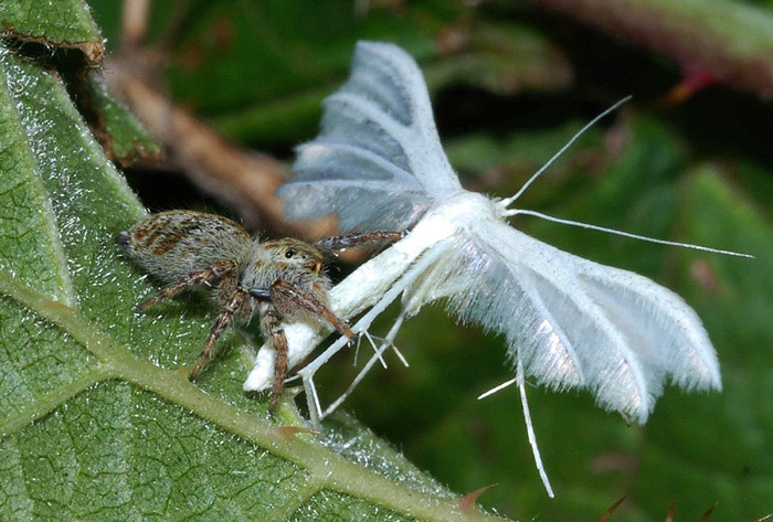 Carrhotus xanthogramma